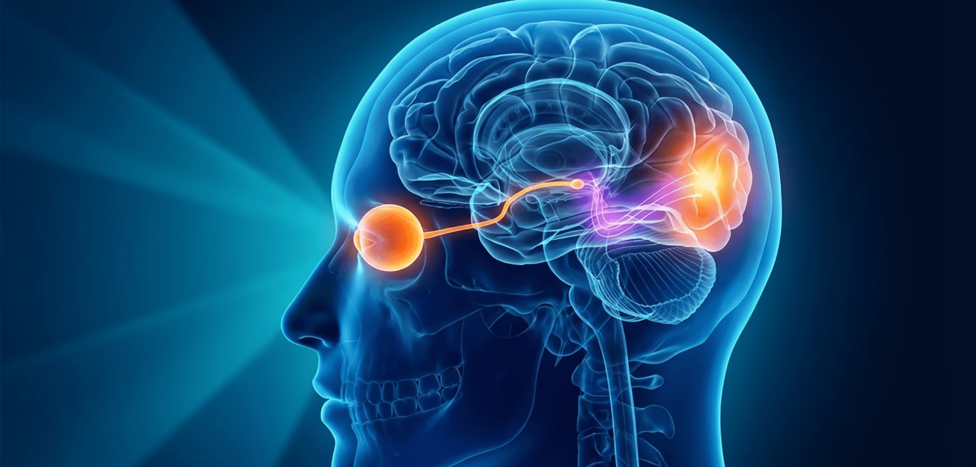 Neuro Ophthalmology